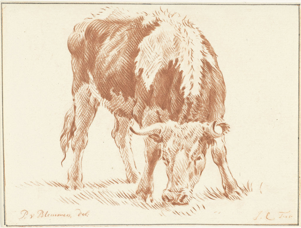 Detail of Grazing ox from the front by Jurriaan Cootwijck