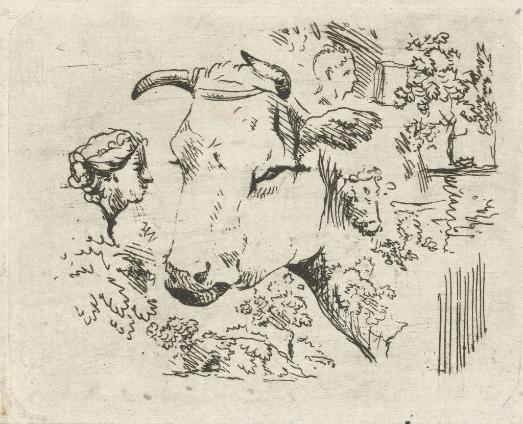 Detail of Study Sheet with cow's head by Hermanus Fock
