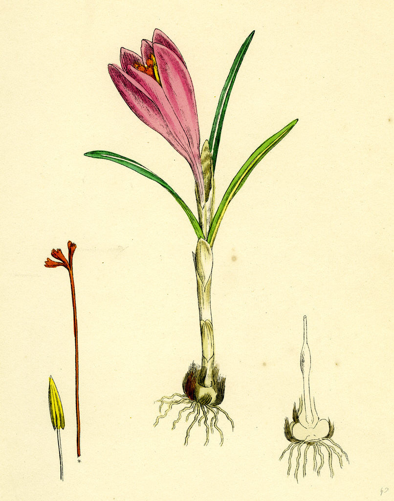 Detail of Crocus Vernus Purple Crocus by Anonymous