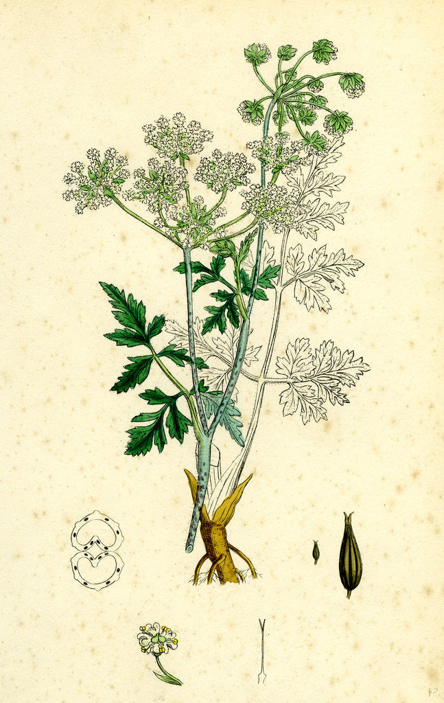 Detail of Chaerophyllum Temulum Rough Chervil by Anonymous