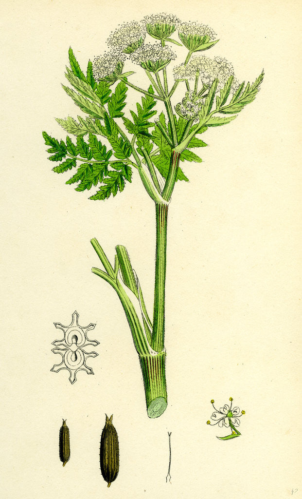 Detail of Myrrhis Odorata Sweet Cicely by Anonymous