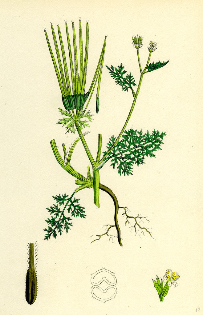 Detail of Scandix Pecten-Veneris Common Venus'-Comb by Anonymous