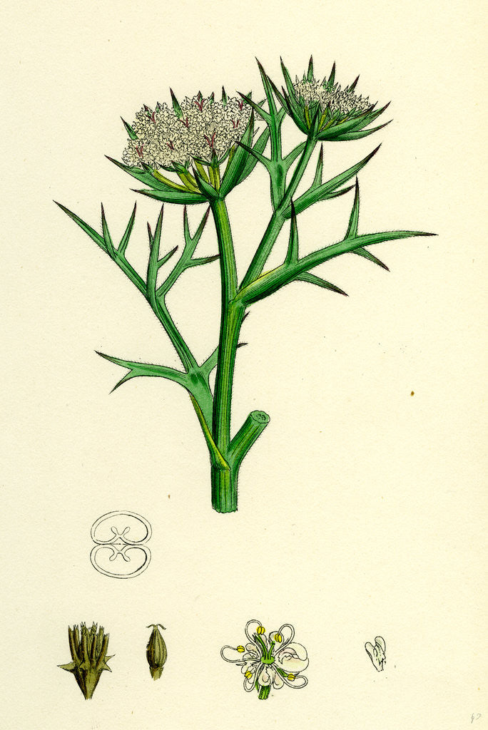 Detail of Echinophora Spinosa Sea Prickly-Samphire by Anonymous