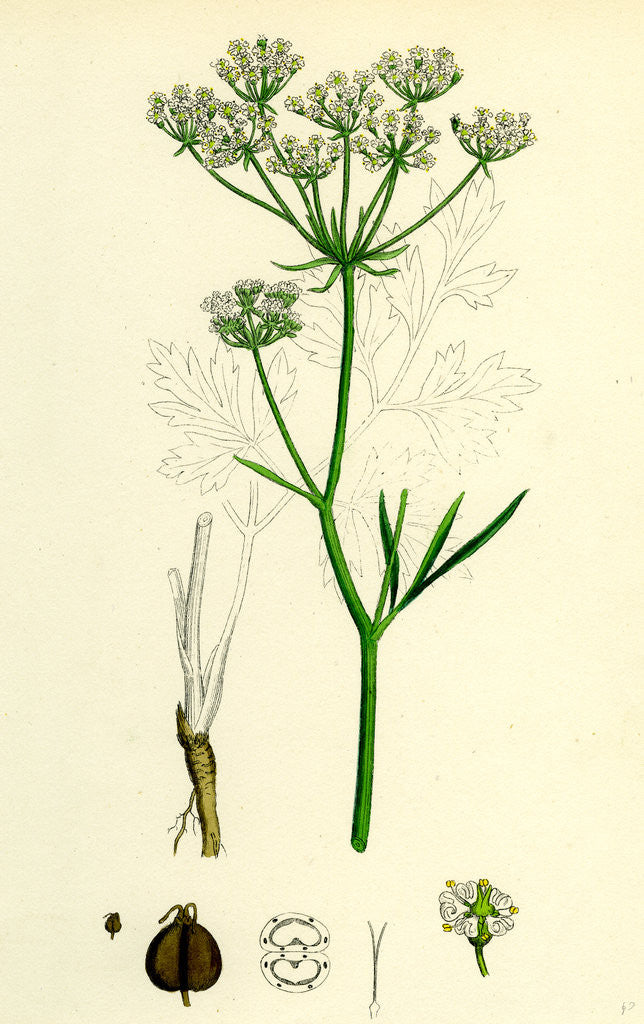 Detail of Physospermum Cornubiense Cornish Bladder-Seed by Anonymous