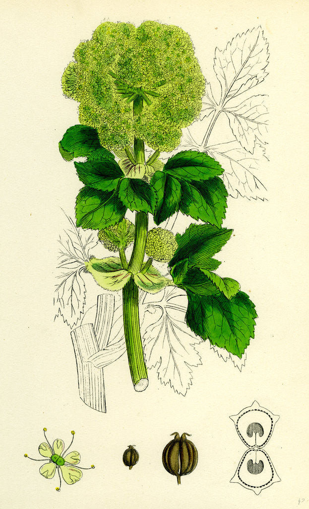 Detail of Smyrnium Olusatrum Common Alexanders by Anonymous