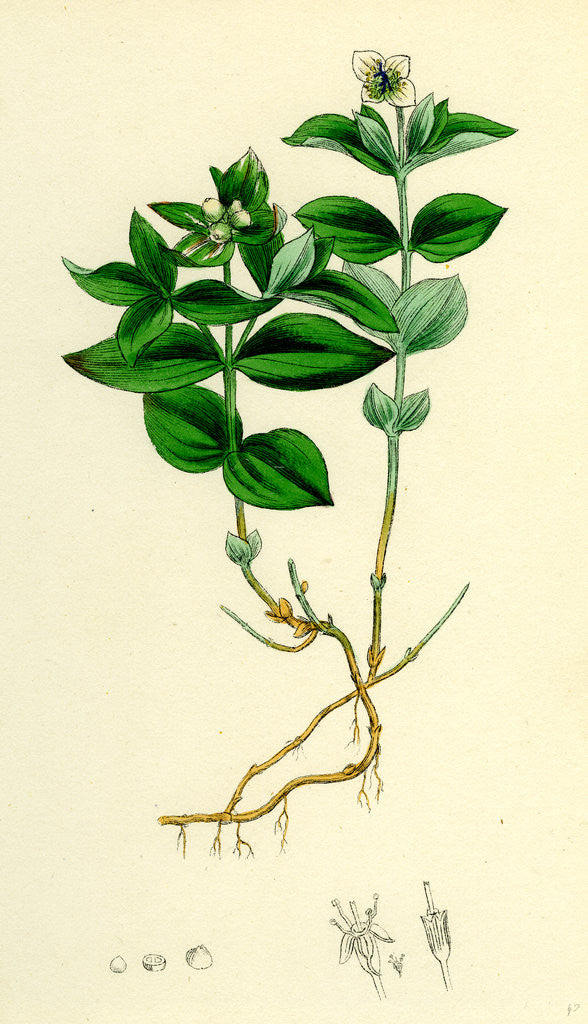 Detail of Cornus Succica Dwarf Cornel by Anonymous
