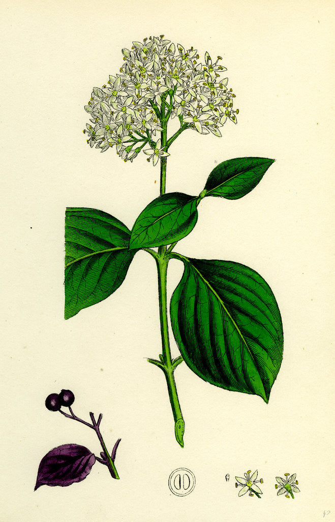 Detail of Cornus Sanguinea Common Dogwood by Anonymous