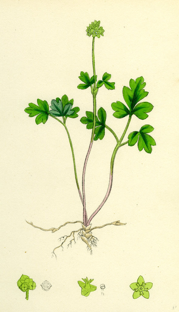 Detail of Adoxa Moschatellina Tuberous Moschatel by Anonymous