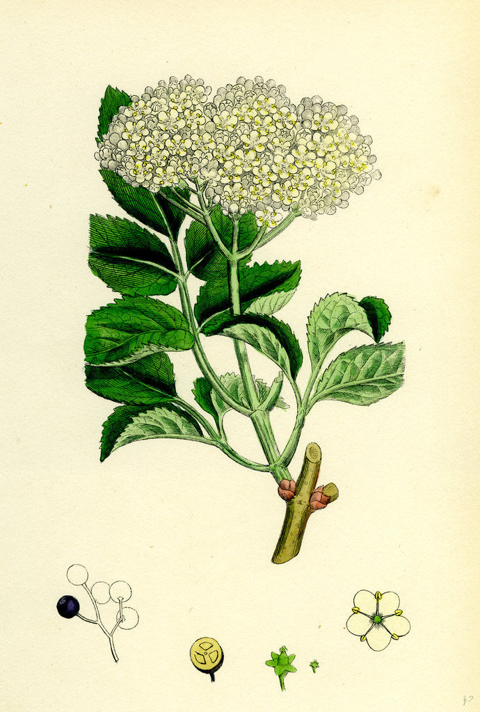 Detail of Sambucus Nigra Common Elder by Anonymous