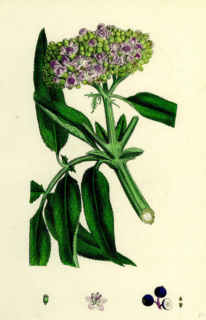 Detail of Sambucus Ebulus Danewort by Anonymous