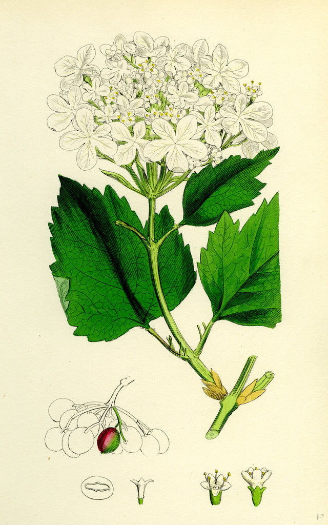 Detail of Viburnum Opulus Common Guelder-Rose by Anonymous