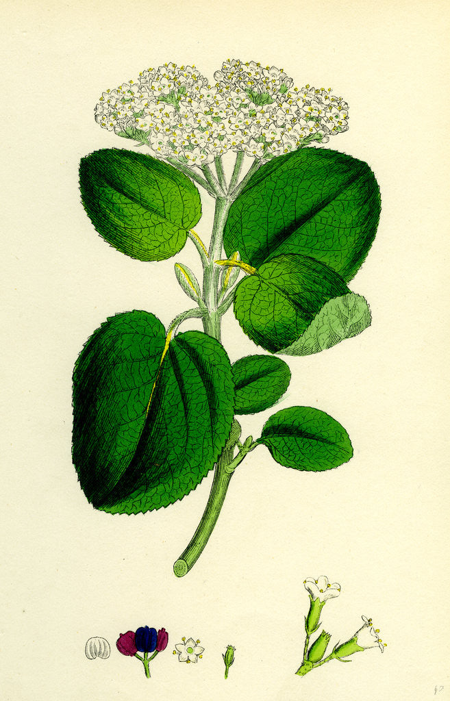 Detail of Viburnum Lantana Wayfaring-Tree by Anonymous