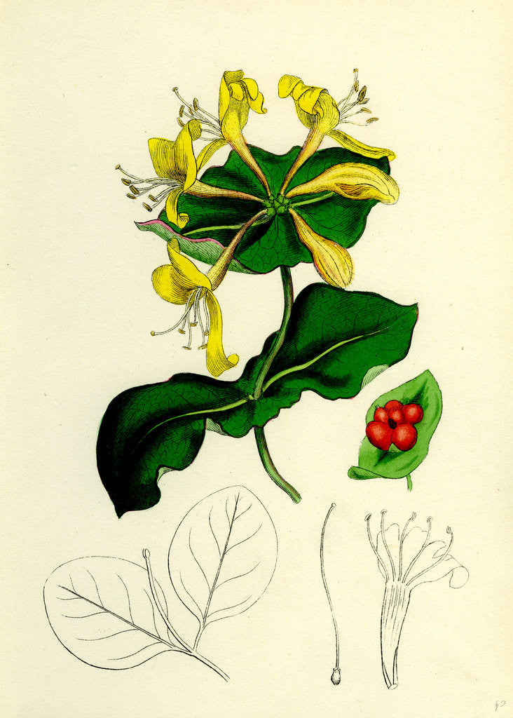 Detail of Lonicera Caprifolium Perfoliate Woodbine by Anonymous