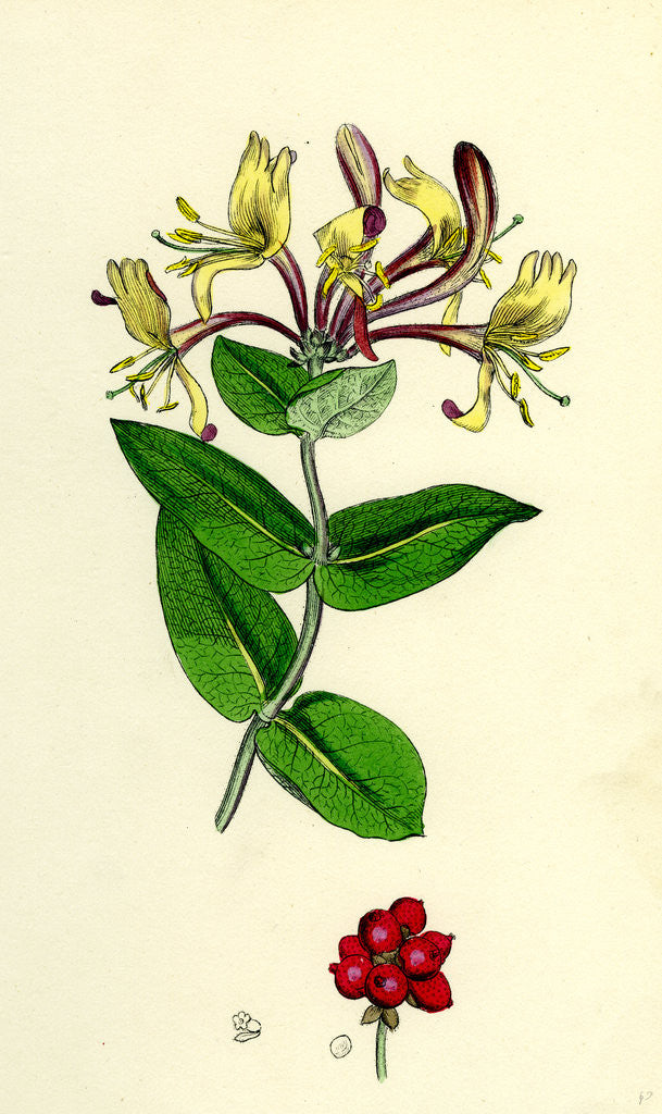 Detail of Lonicera Periclymenum Common Woodbine by Anonymous