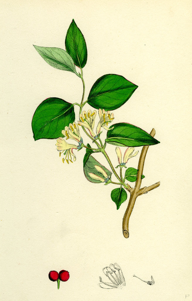 Detail of Lonicera Xylosteum Upright Fly-Honeysuckle by Anonymous