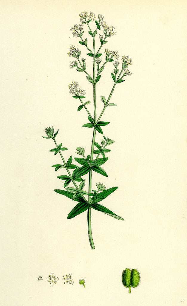 Detail of Galium Boreale Cross-Leaved Bedstraw by Anonymous