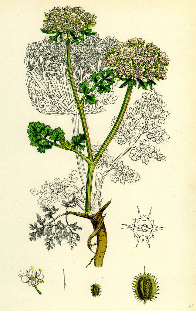 Detail of Daucus Carota Var. Gummifer Sea Carrot by Anonymous