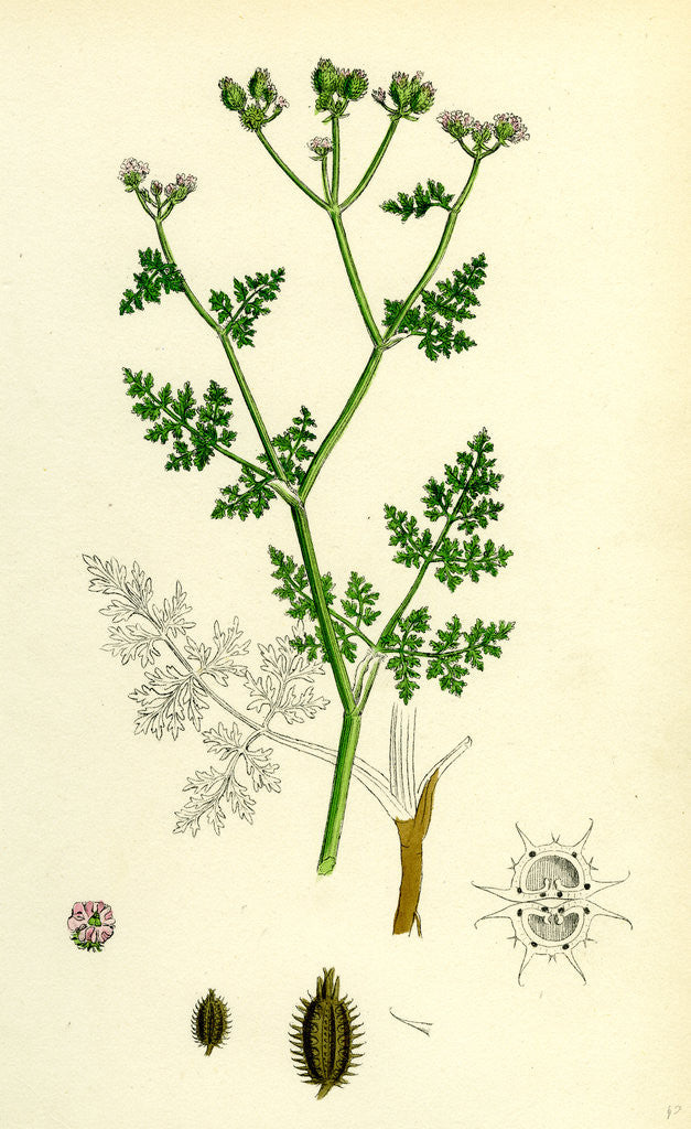 Detail of Caucalis Daucoides Small Bur-Parsley by Anonymous