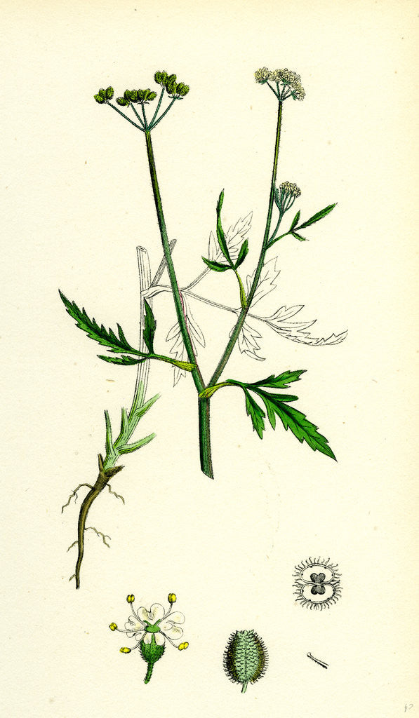 Detail of Caucalis Infesta Field Hedge-Parsley by Anonymous