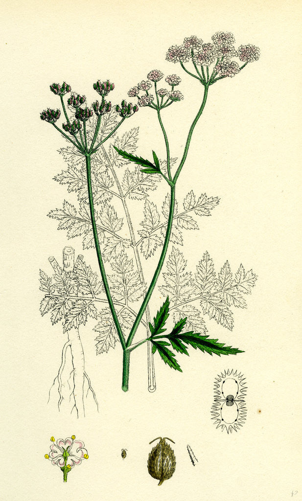 Detail of Caucalis Anthriscus Upright Hedge-Parsley by Anonymous