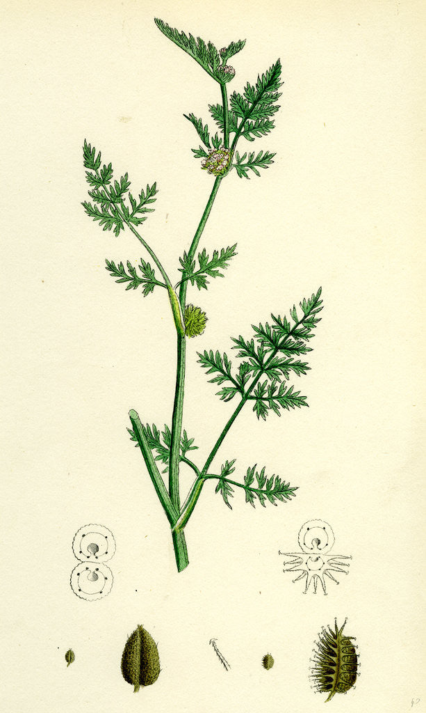 Detail of Caucalis Nodosa Knotted Hedge-Parsley by Anonymous