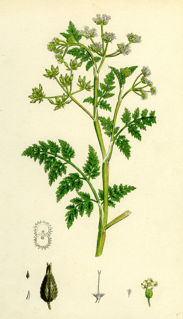 Detail of Chaerophyllum Anthriscus Common Chervil by Anonymous
