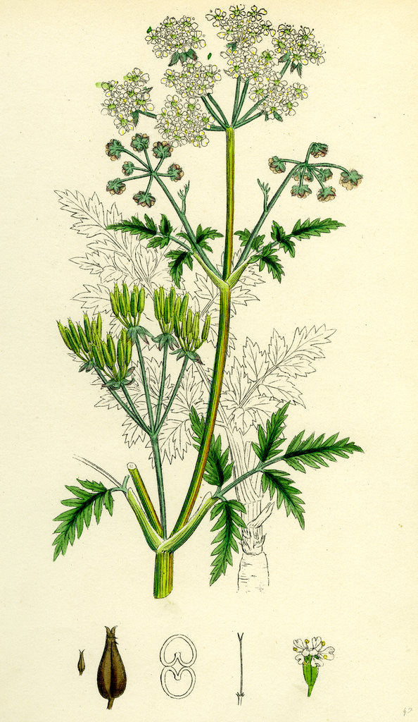 Detail of Chaerophyllum Sylvestre Wild Chervil by Anonymous