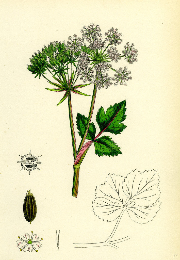 Detail of Ligusticum Scoticum Sea Lovage by Anonymous
