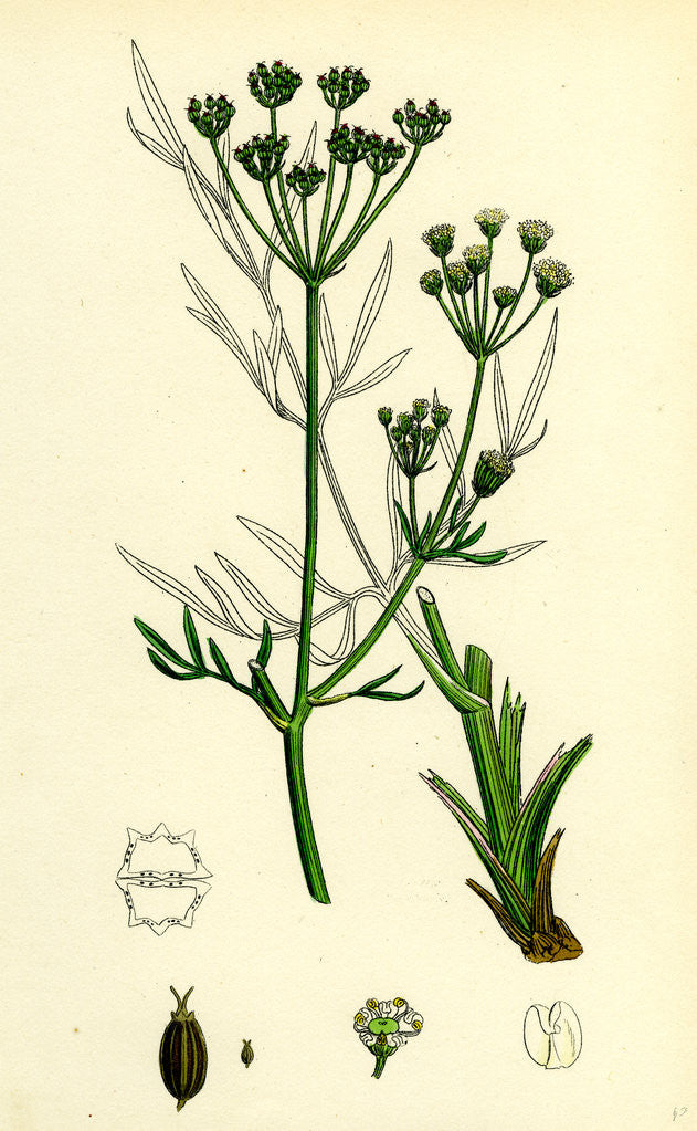 Detail of Silaus Pratensis Meadow Sulphurwort by Anonymous