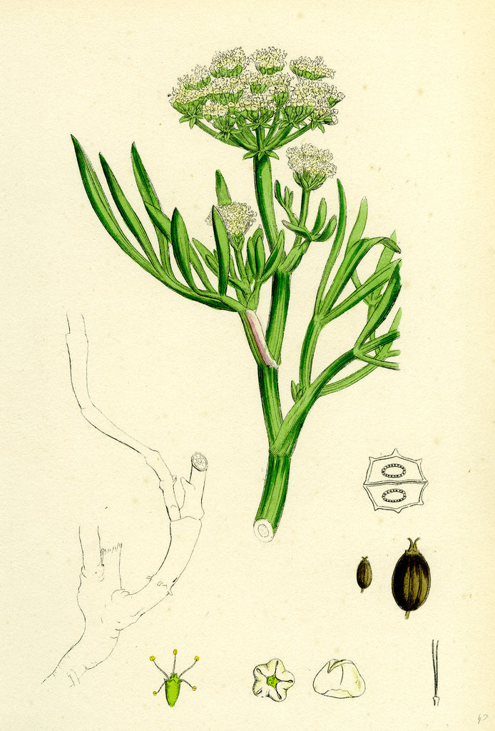 Detail of Crithmum Maritimum Rock-Samphire by Anonymous