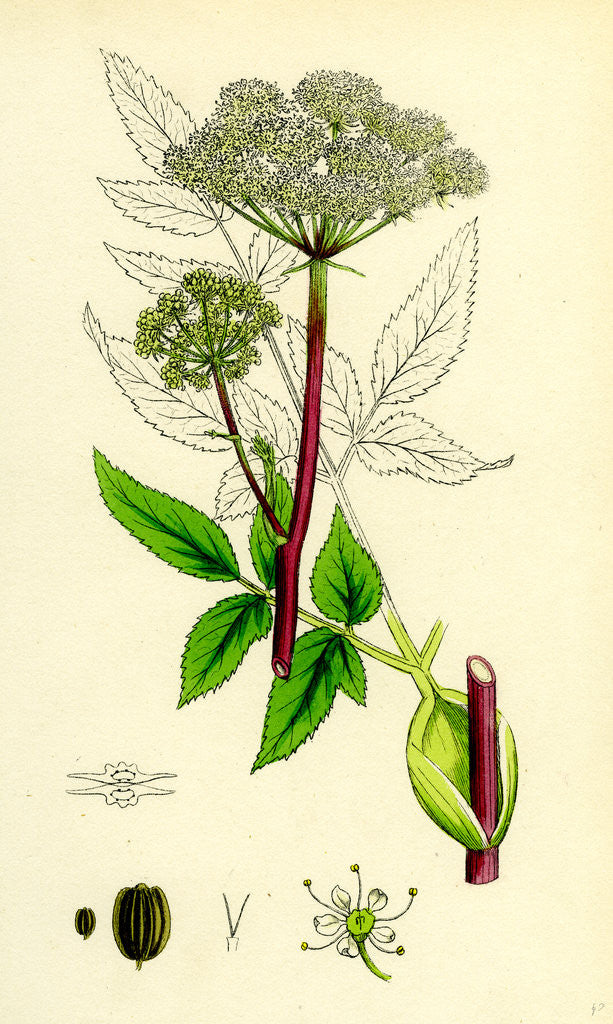 Detail of Angelica Sylvestris Wild Angelica by Anonymous