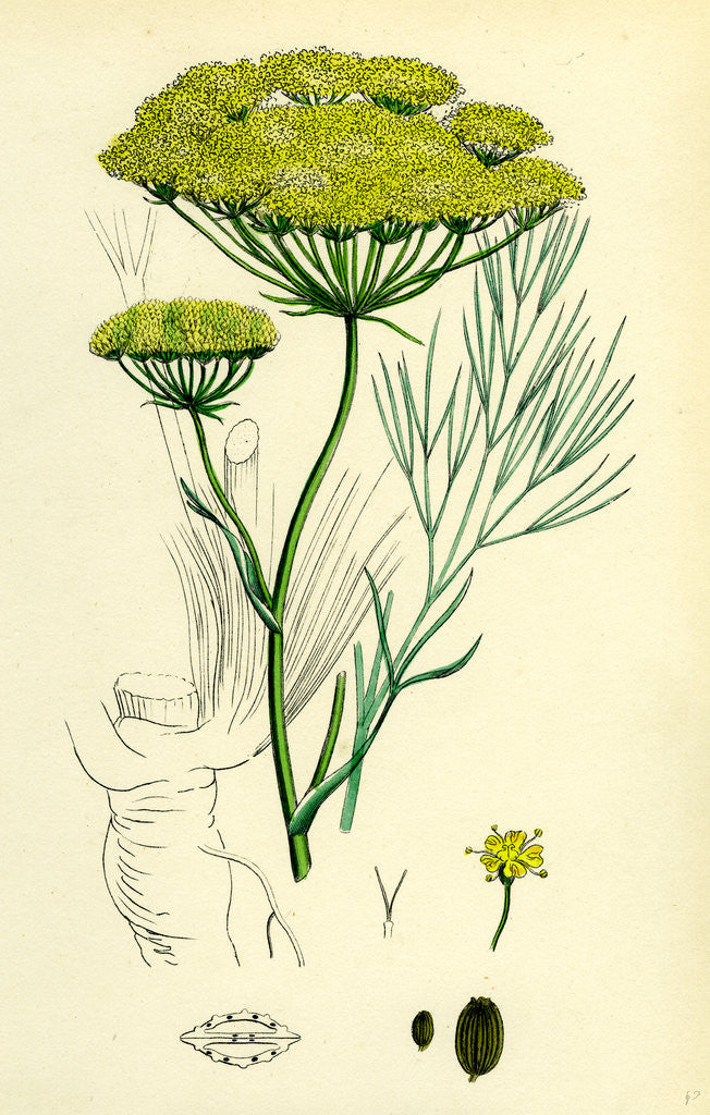 Detail of Peucedanum Officinale Sea Hog's-Fennel by Anonymous