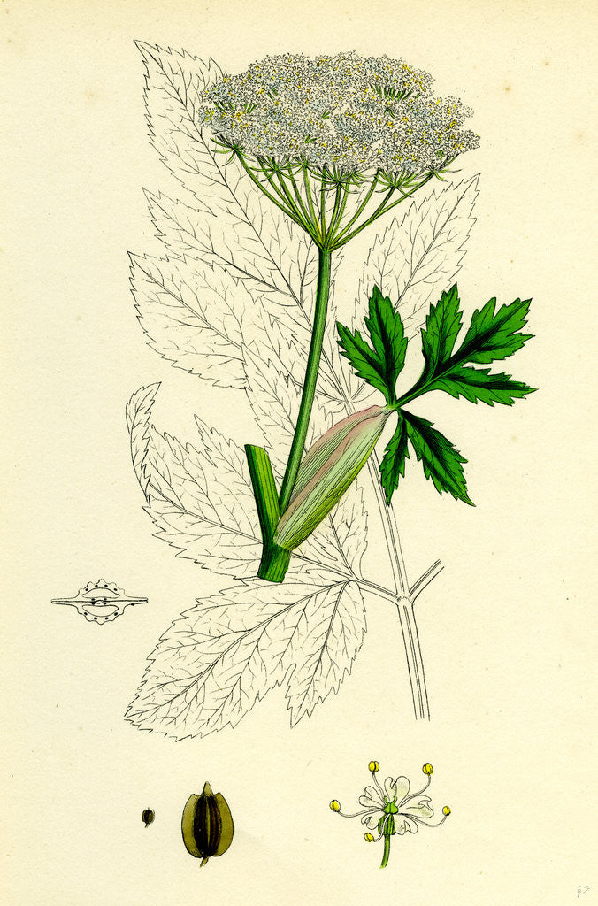 Detail of Peucedanum Ostruthium Master-Wort-- by Anonymous
