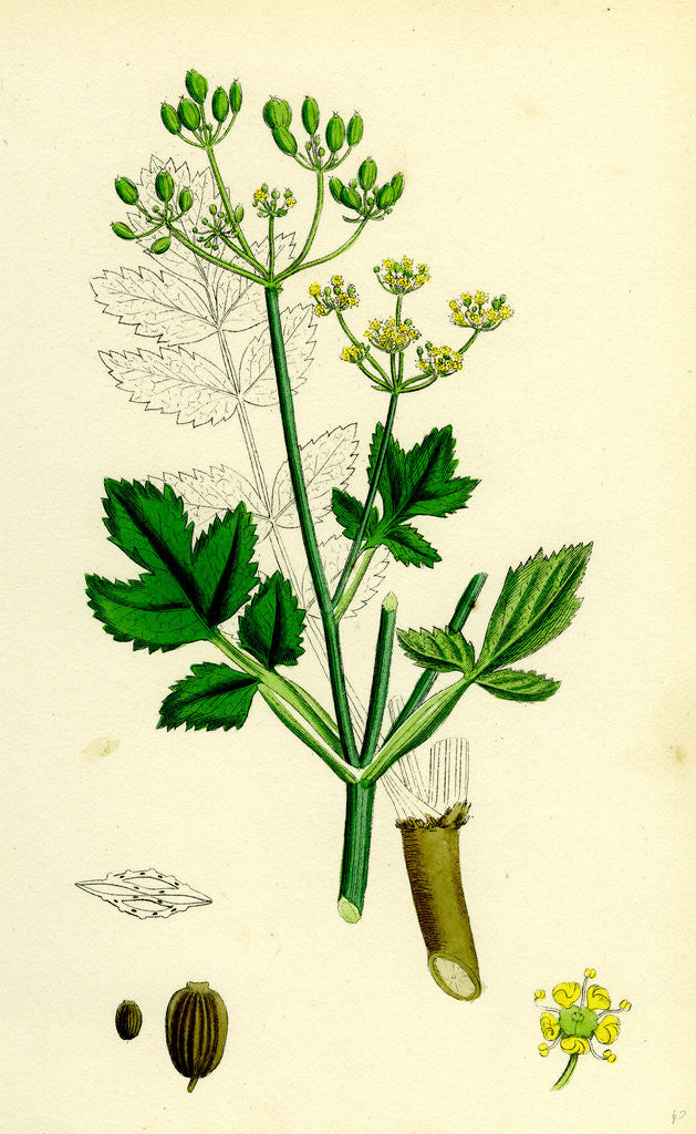 Detail of Pastinaca Sativa Wild-Parsnip by Anonymous