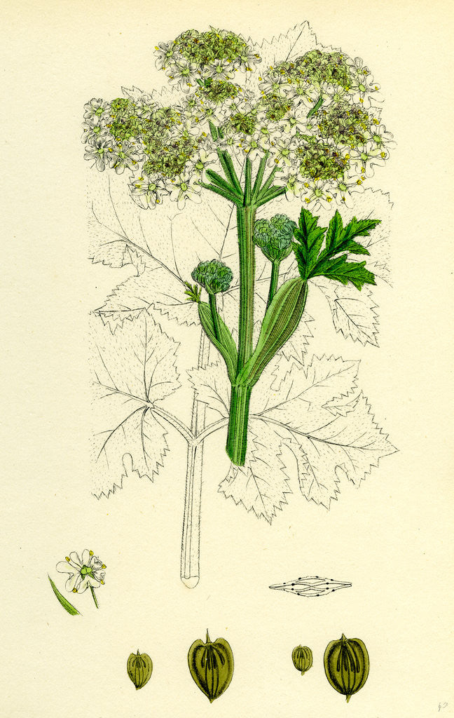 Detail of Heracleum Sphondylium Common Cow-Parsnip by Anonymous