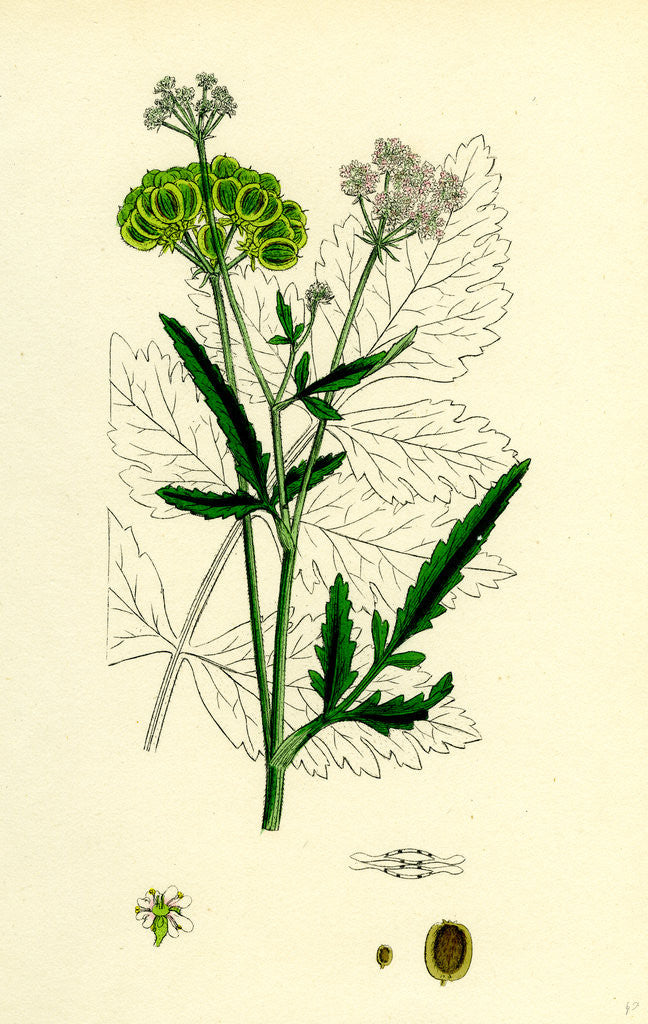 Detail of Tordylium Maximum Great Hart-Wort by Anonymous