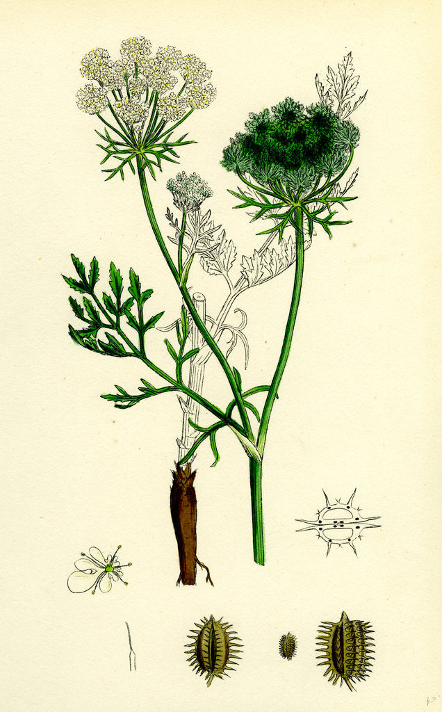 Detail of Daucus Carota Wild Carrot by Anonymous