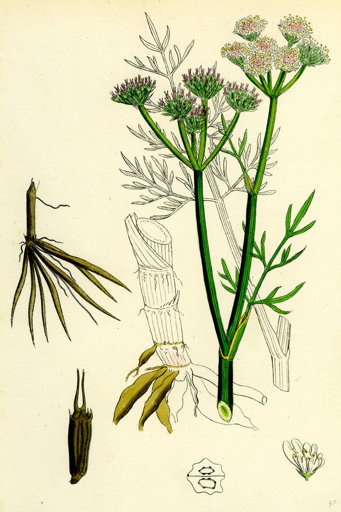 Detail of Oenanthe Silaifolia Sulphurwort Water-Dropwort by Anonymous