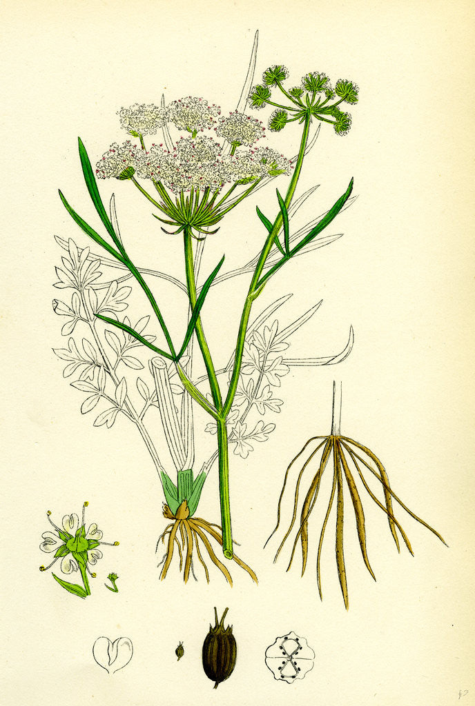 Detail of Oenanthe Lachenalii Parsley Water-Dropwort by Anonymous
