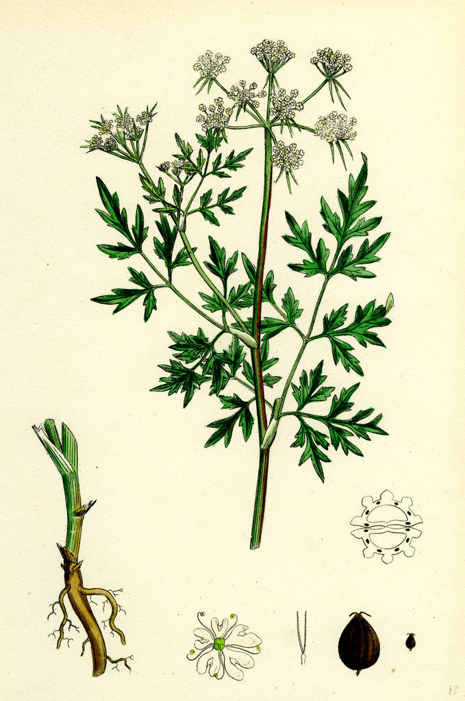 Detail of Aethusa Cynapium Common Fool's-Parsley by Anonymous