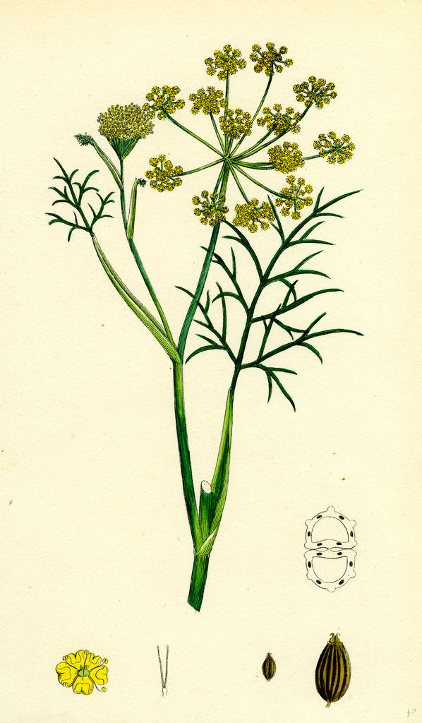 Detail of Foeniculum Vulgare Common Fennel by Anonymous
