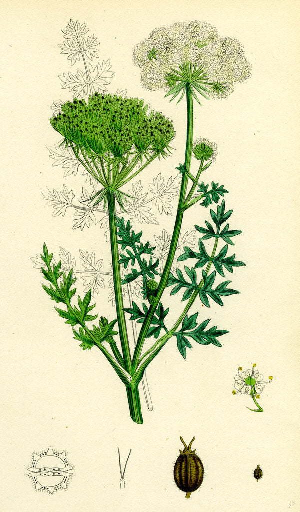 Detail of Seseli Libanotis Mountain Meadow-Saxifrage by Anonymous