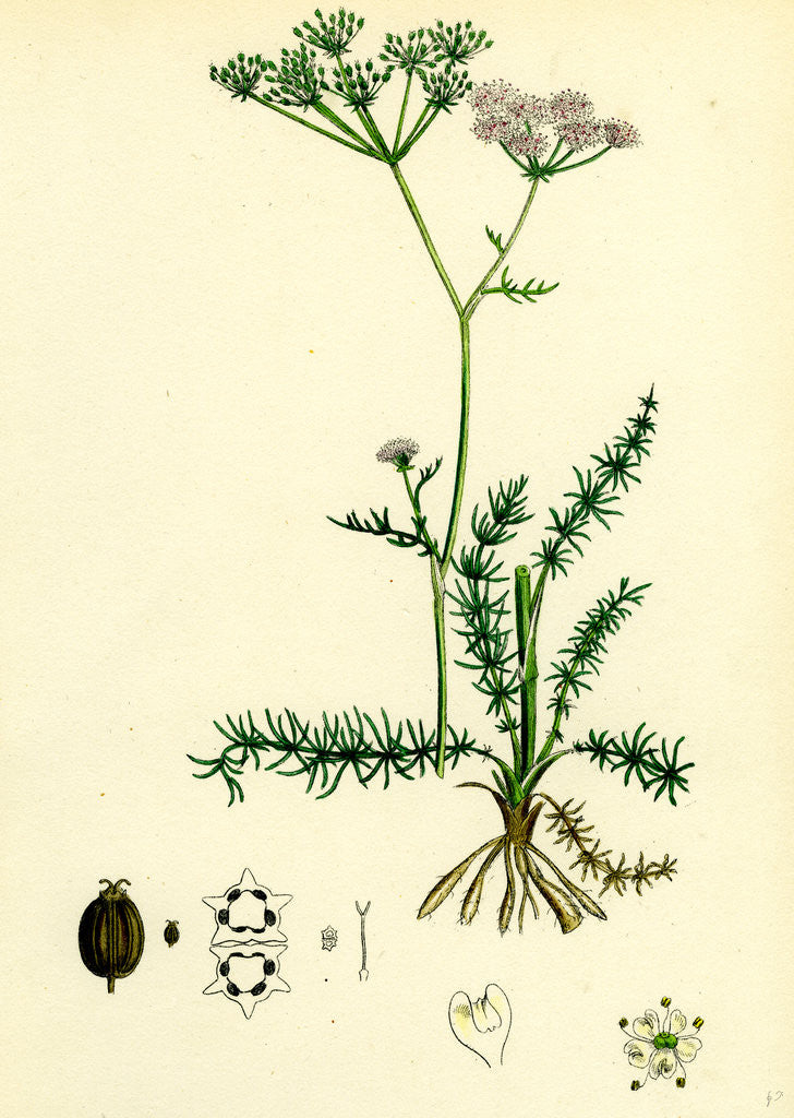 Detail of Carum Verticillatum Worled Caraway by Anonymous