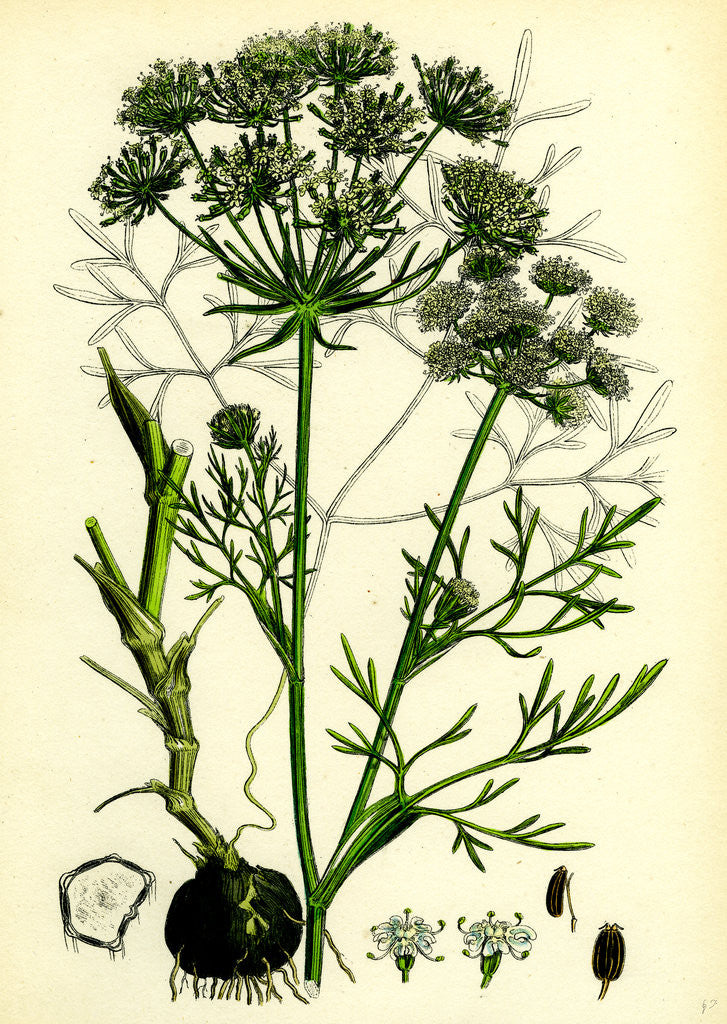 Detail of Carum Bulbocastanum Great Earth-Nut by Anonymous