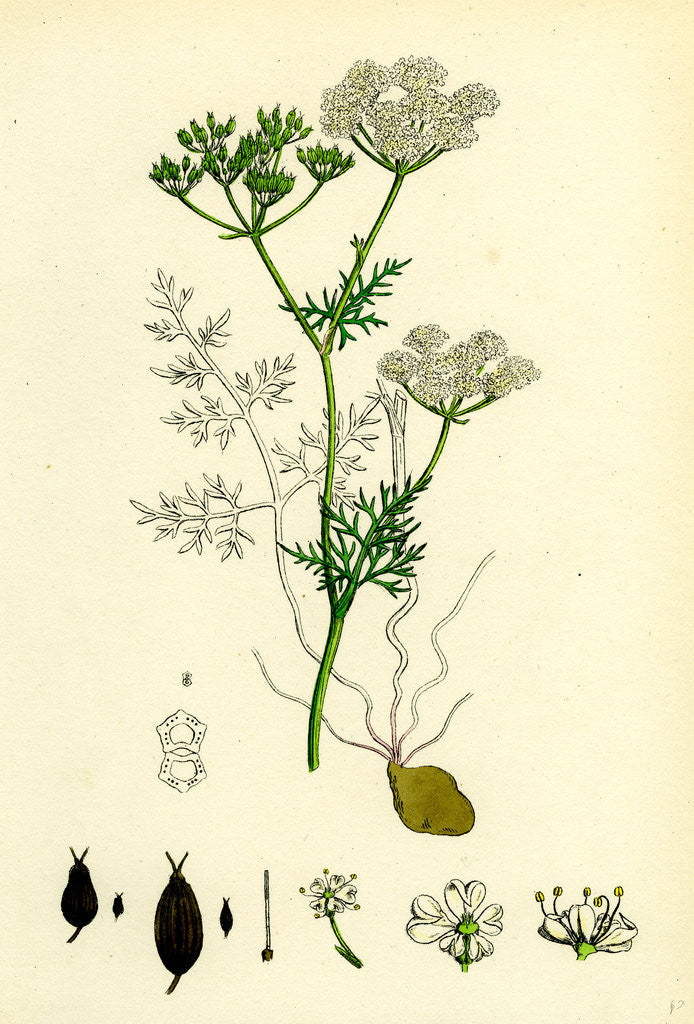 Detail of Bunium Flexuosum Common Earth-Nut-- by Anonymous