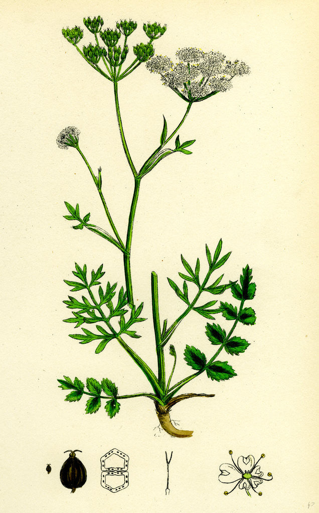 Detail of Pimpinella Saxifraga Common Burnet Saxifrage by Anonymous