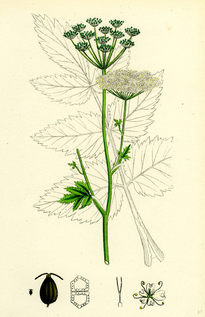 Detail of Pimpinella Magna Greater Burnet Saxifrage by Anonymous