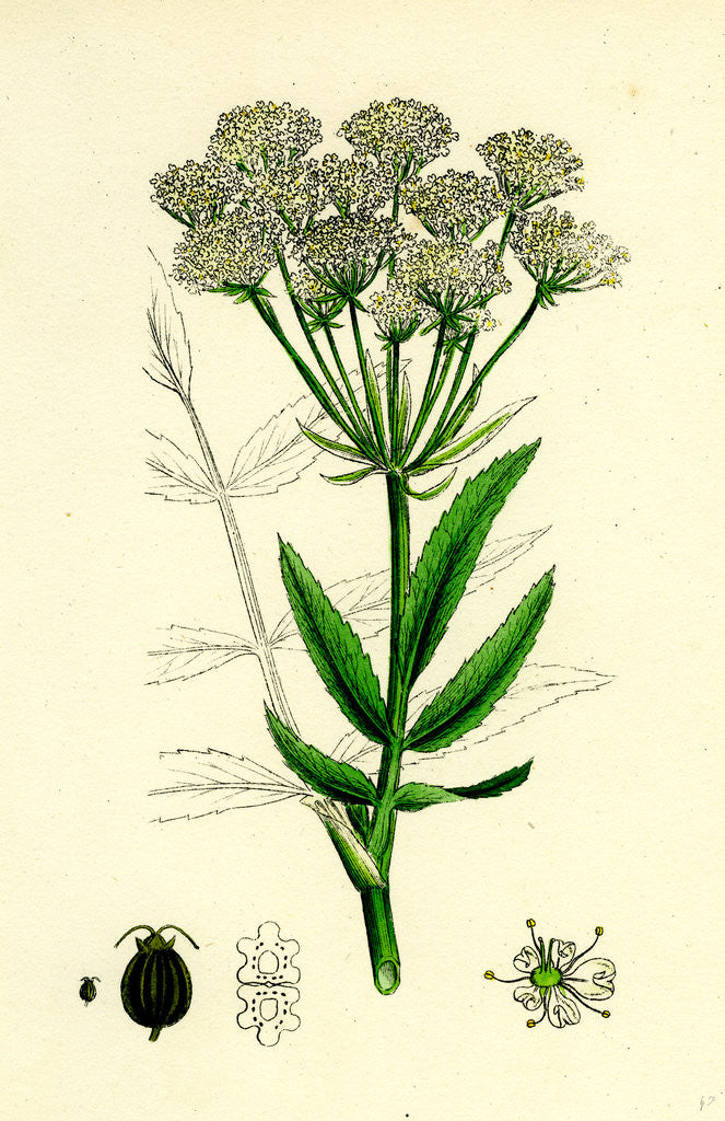 Detail of Sium Latifolium Great Water-Parsnip by Anonymous