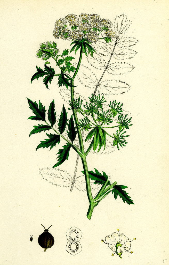 Detail of Sium Angustifolium Water-Parsnip by Anonymous