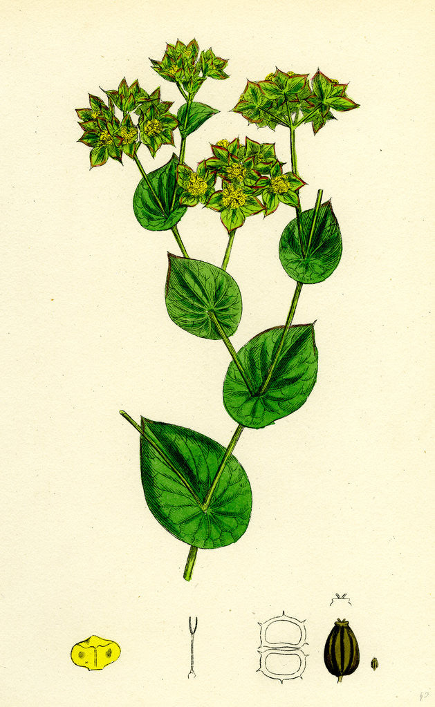Detail of Bupleurum Rotundifolium Perfoliate Hare's-Ear by Anonymous